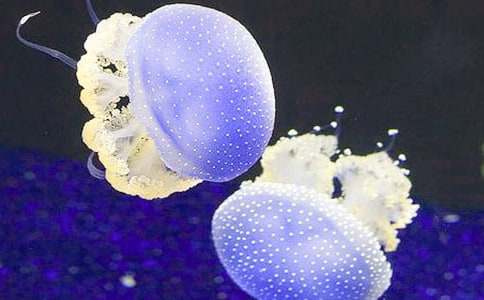 觀察水母的作文(4篇)