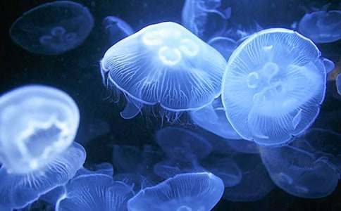 以水母為題的作文