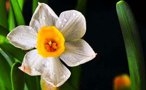 爸爸的水仙作文