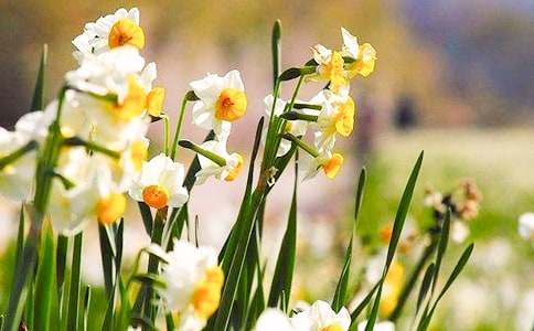 觀察水仙花作文