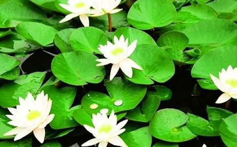 美味的睡蓮桔作文500字