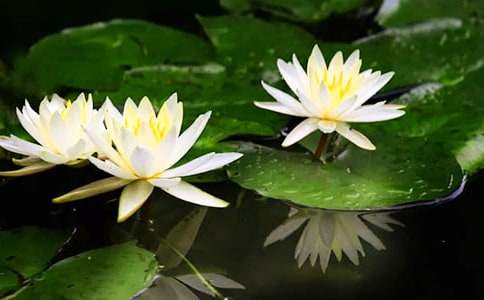 寫睡蓮作文100字