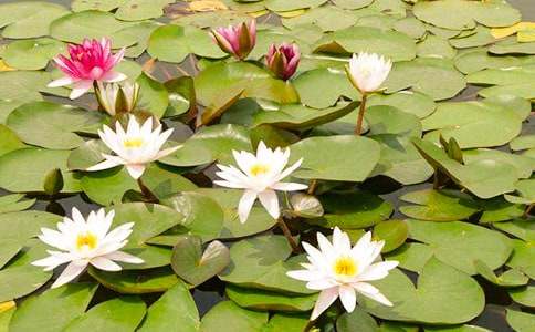 睡蓮作文300字(精選35篇)