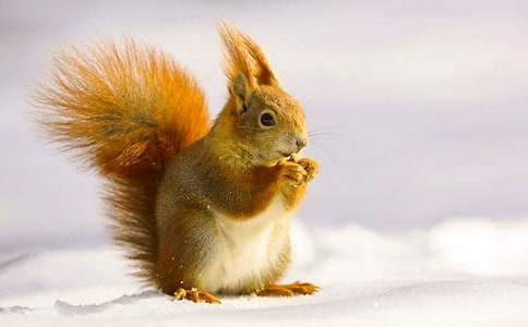 【精選】松鼠的童話作文3篇