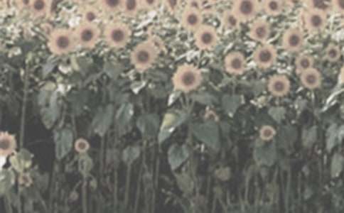 太陽(yáng)花初中作文