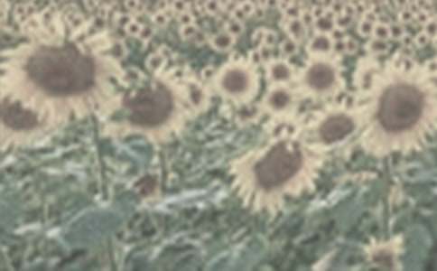 觀察太陽花作文