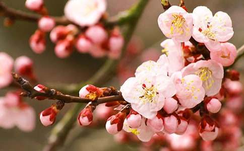 初中抒情作文:桃花依舊笑春風(fēng)