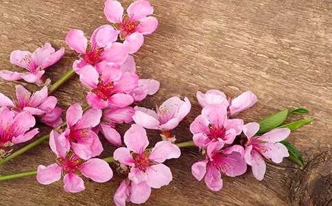 三月桃花的抒情文章(通用39篇)