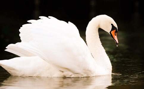 天鵝的童話故事:六只天鵝