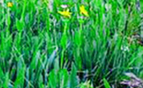 �ļ�����Ұ���ģ����x25ƪ��