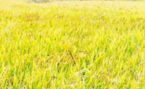 和諧美好的田野春景圖作文