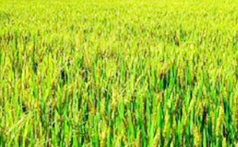 關(guān)于描寫田野的詞語及句子