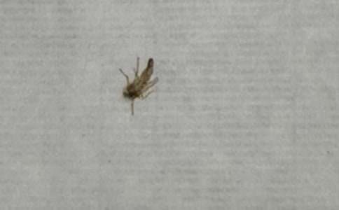 以愛心為話題的作文500字-60只蚊子寫作文