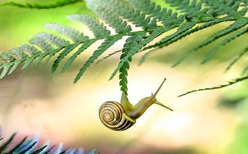 小學(xué)作文童話故事小蝸牛