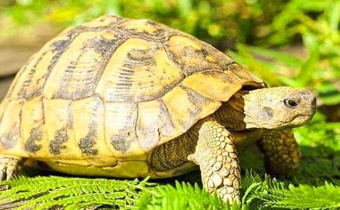 描寫我家的小烏龜作文(通用40篇)