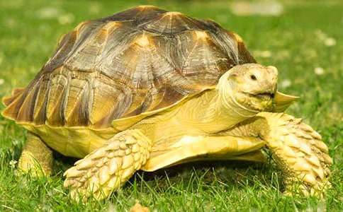 小烏龜?shù)淖允鲎魑?00字