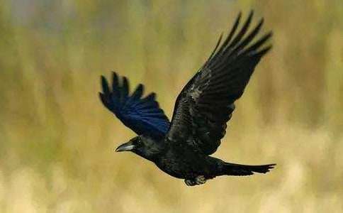 新編烏鴉喝水作文(通用33篇)