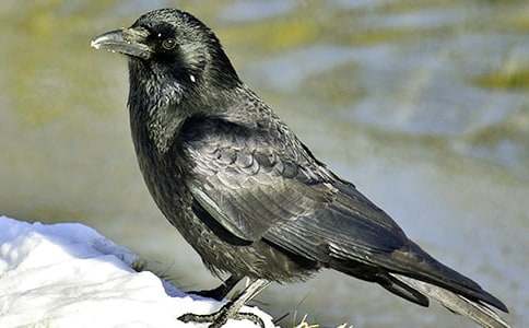 《烏鴉喝水》改寫