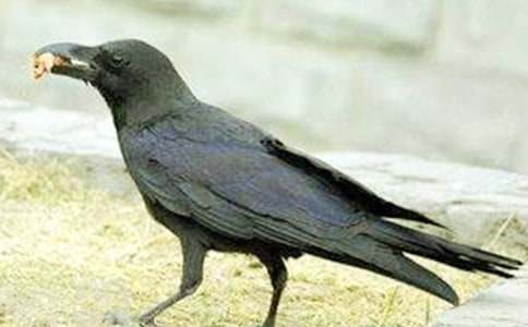 《烏鴉喝水》教學(xué)反思