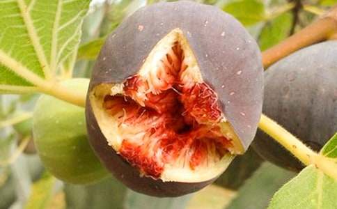 玫瑰花與無(wú)花果作文