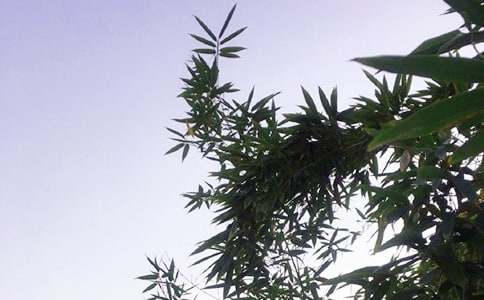 午安心語(yǔ)QQ摘錄96條