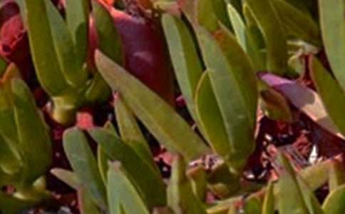 午安心語QQ匯編51句