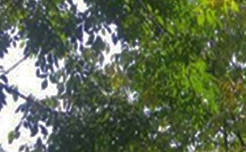 唯美的午安心語(yǔ)短信36條