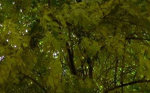 通用午安心語30句