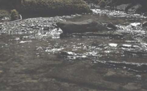 ׌���е�СϪ����������300��