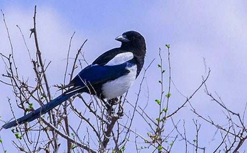 喜鵲童話作文9篇