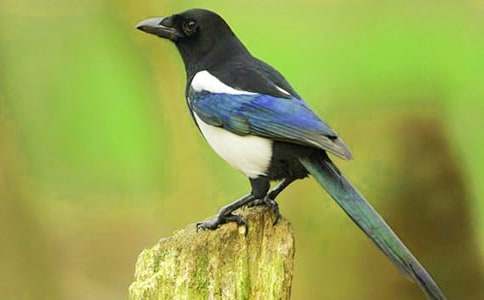 關(guān)于喜鵲童話作文匯總八篇