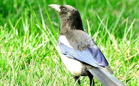 關(guān)于喜鵲童話作文匯編8篇