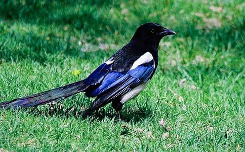 喜鵲作文400字(精選36篇)