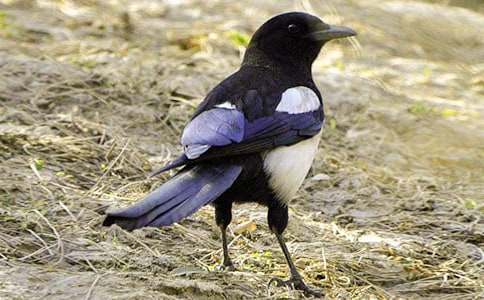 �c�L�����ϲ�o����