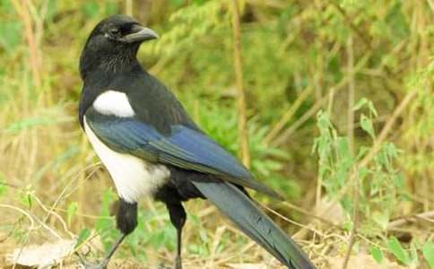 ϲ�oͯԒ������ƪ