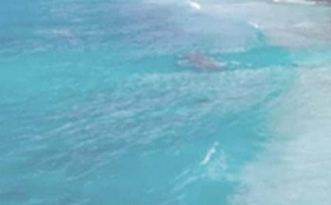 ��������L����