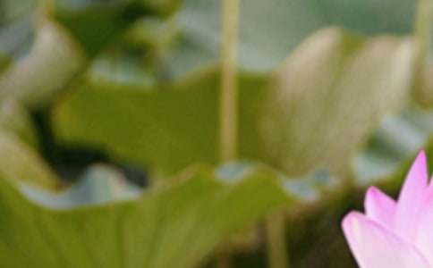 有關夏至的習俗大全范文