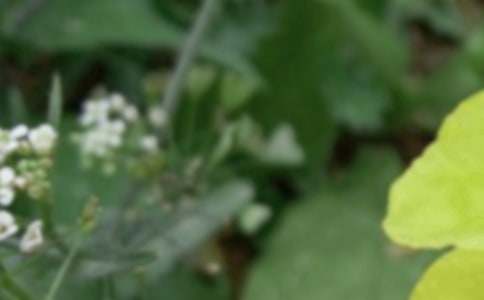 夏至未央500字作文(精選27篇)