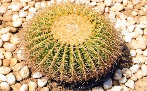 給仙人掌理發(fā)作文