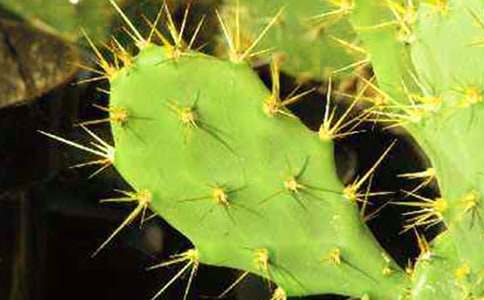 仙人掌_初三狀物作文