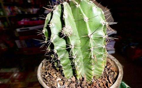 �����Ƶ�����������