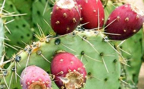 �����ƵČ�������