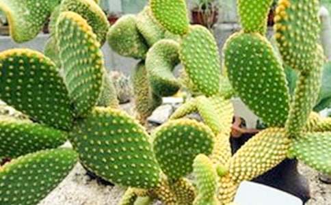 仙人掌的寓言故事(通用12個)