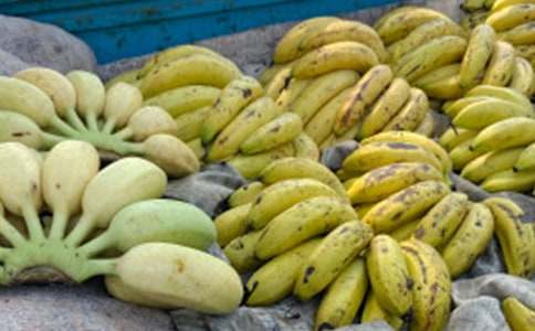 香蕉童話作文5篇