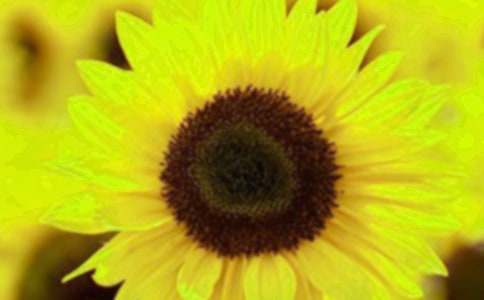 初三描寫向日葵作文