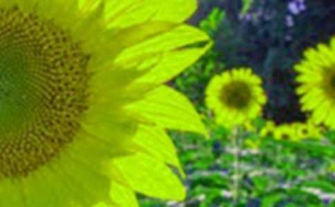 ���տ��ĉ�(m��ng)�����ģ����x40ƪ��