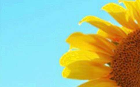 獻(xiàn)給父親向日葵作文600字