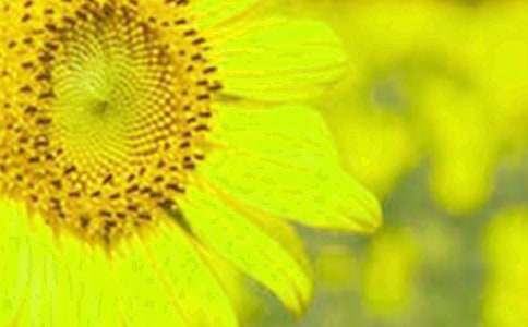 觀察向日葵的作文4篇