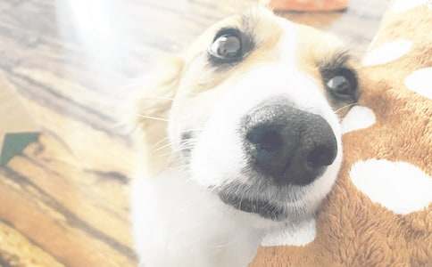 �����A��С��ͯԒ���ĺϼ�7ƪ