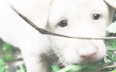 弟弟怕小狗敘事作文